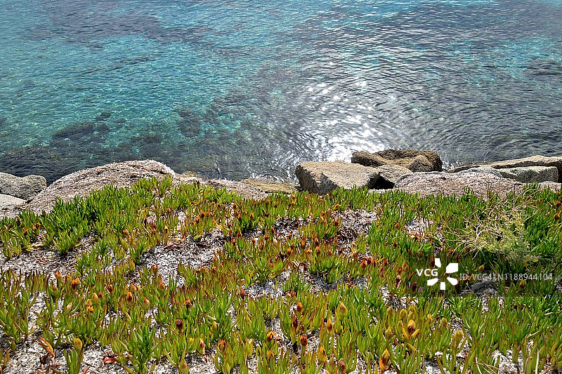 科西嘉岛，红色岛，透明海边的番杏科肉叶冰菜属植物图片素材