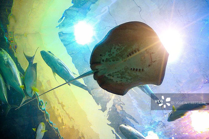 蝠鲼在海底珊瑚中游动图片素材