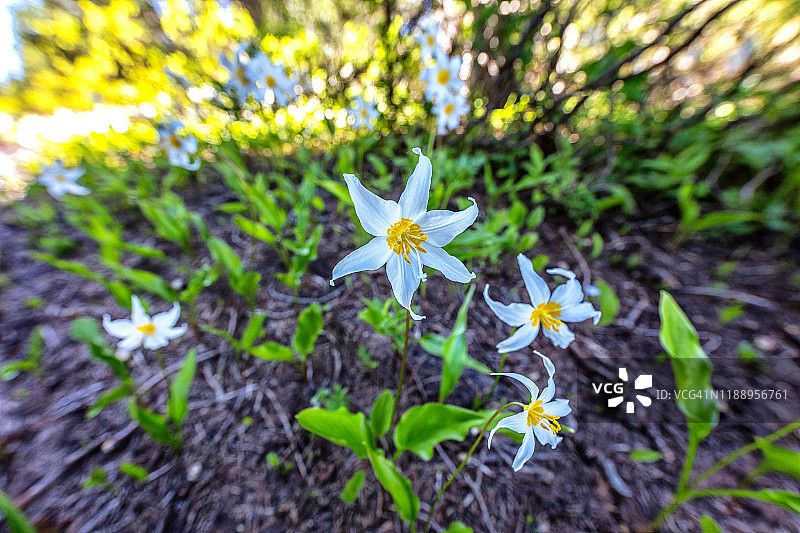 14毫米视角下的雪崩百合图片素材