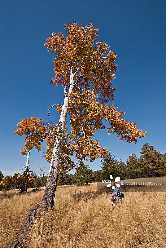 女徒步旅行者看着秋色白杨树图片素材
