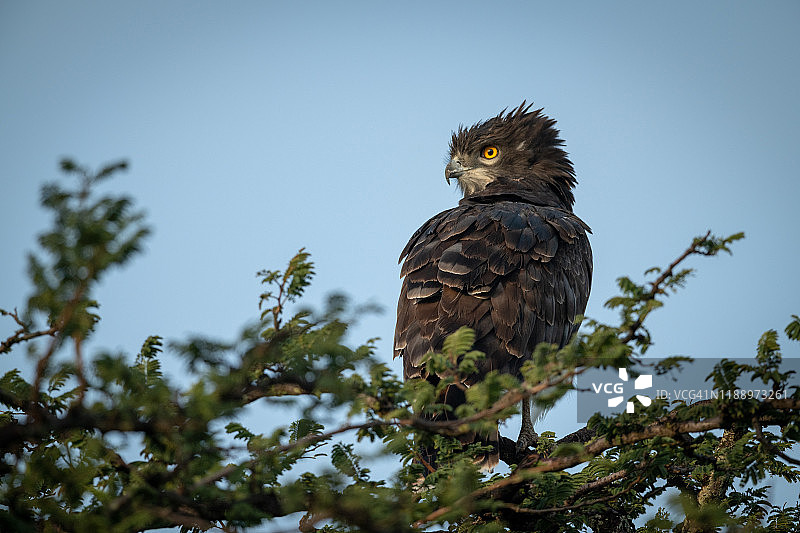 黑胸蛇雕栖息在树顶图片素材