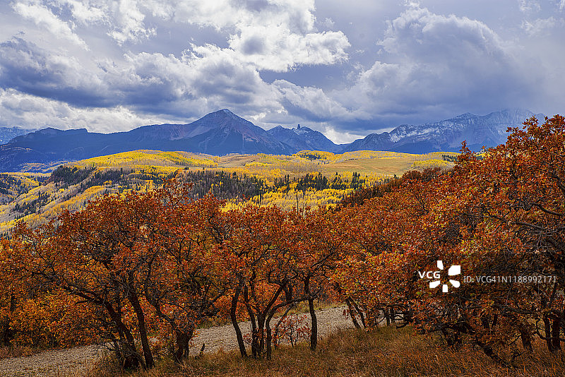 秋色：灌木丛橡树、金色白杨和山脉图片素材