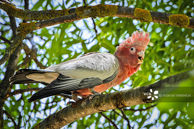 粉红凤头鹦鹉宝宝图片素材
