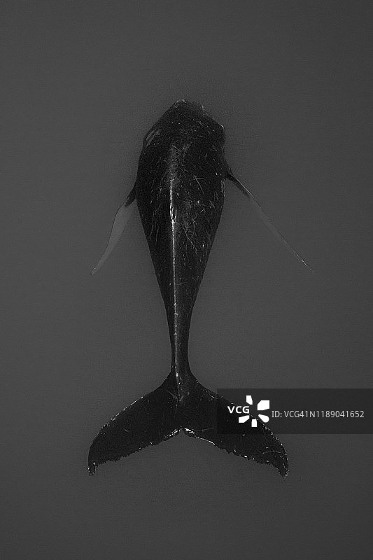 汤加的座头鲸图片素材