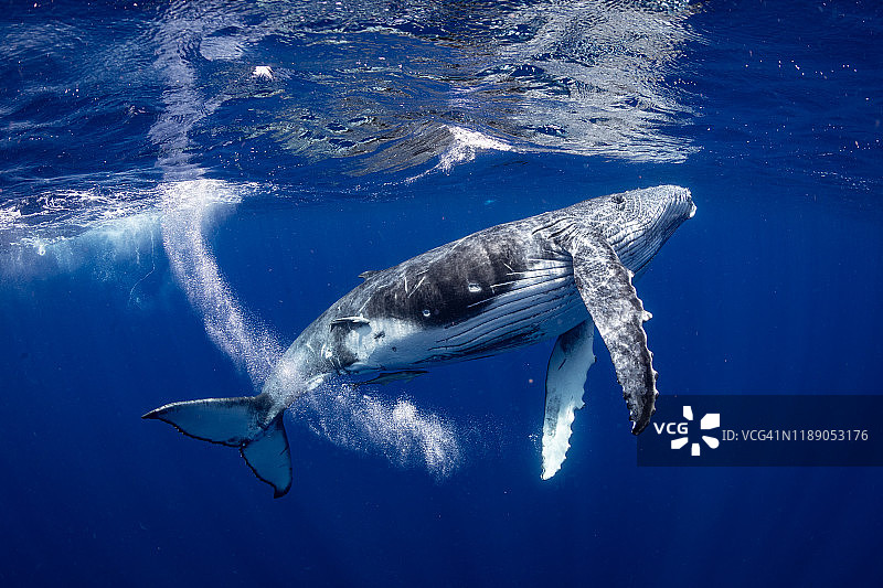 汤加的座头鲸图片素材