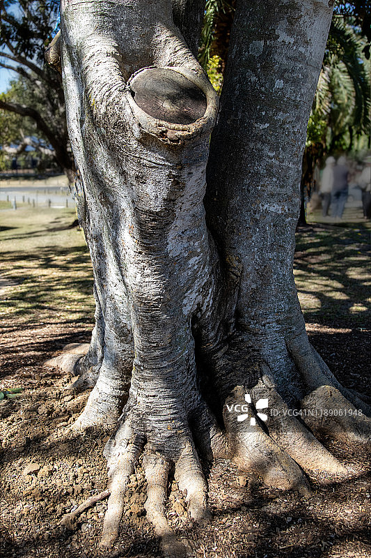 莫顿湾榕树树干图片素材