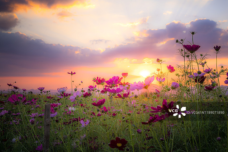 美丽的乡村日出景色：春季田野的黄色野花图片素材