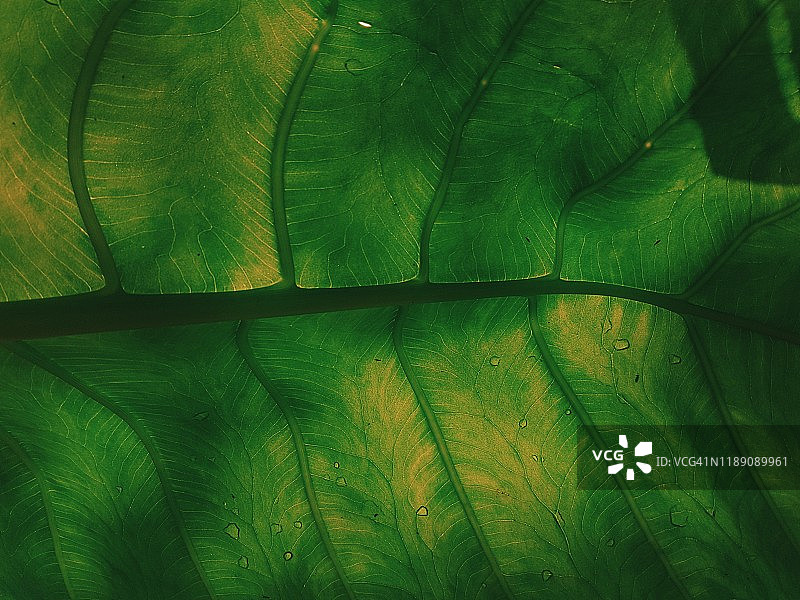 芋头叶图片素材