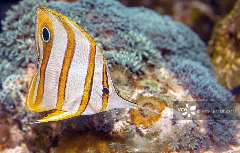 丝蝴蝶鱼图片素材