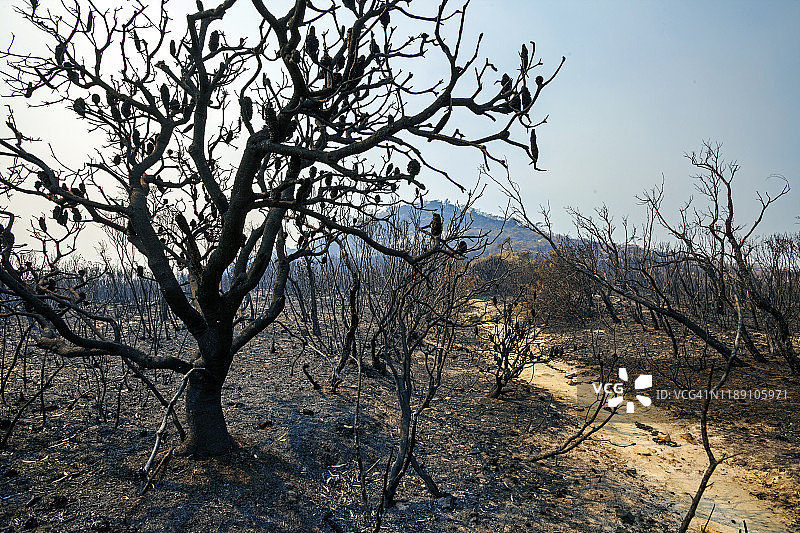 澳大利亚蓝山森林火灾后的烧毁山景图片素材