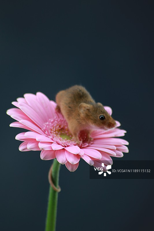 粉色非洲菊上的小家鼠，带文案空间图片素材