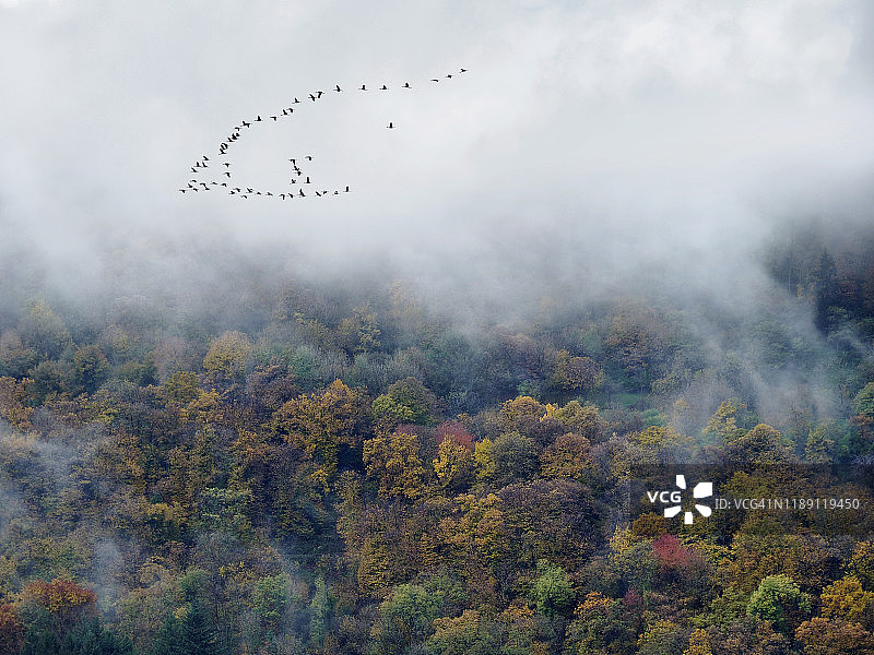 秋色中带有云朵和森林的迁徙鸟类图片素材