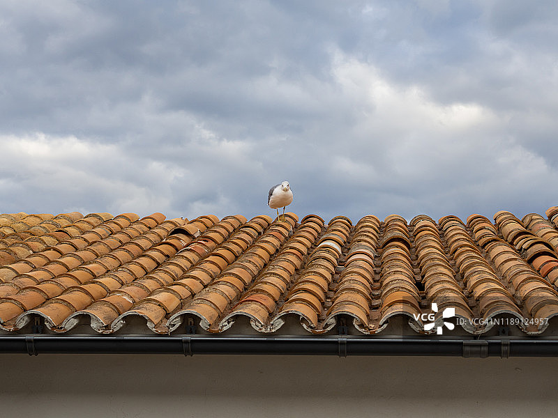 一只海鸥栖息在多云天空下的屋顶上图片素材
