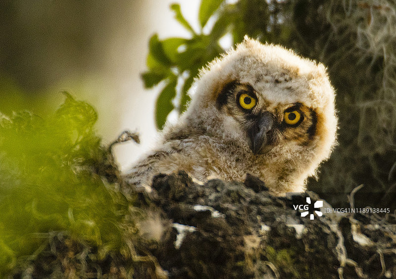 幼年美洲雕鸮探出鸟巢图片素材