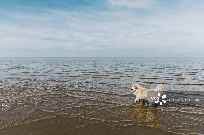在阴天海水中划水的可爱小狗图片素材