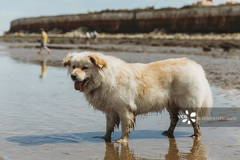 可爱小狗在海滩水中靠着悬崖图片素材