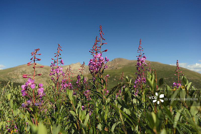 科罗拉多州瓜内拉通道的野花，背景是海拔超过14000英尺的山峰图片素材
