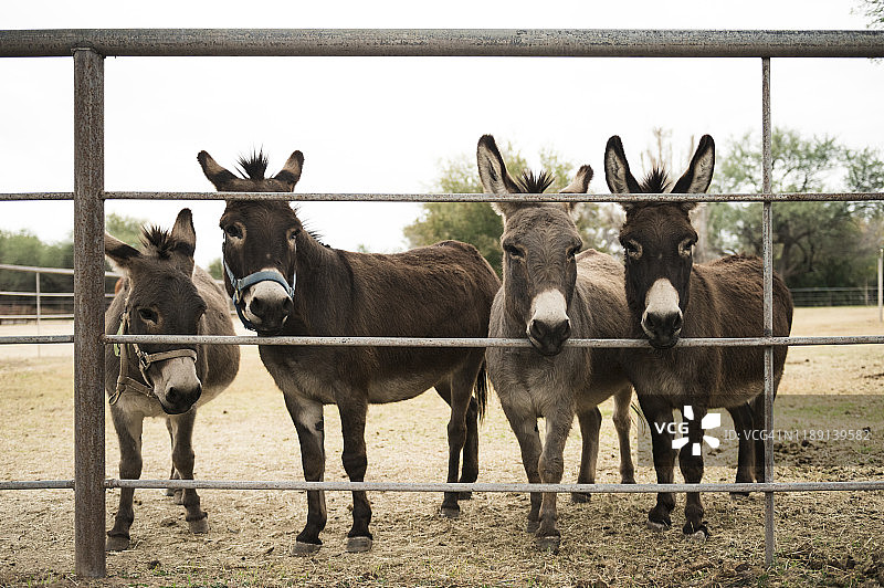 亚利桑那州农场上四头驴子隔着栅栏凝视图片素材