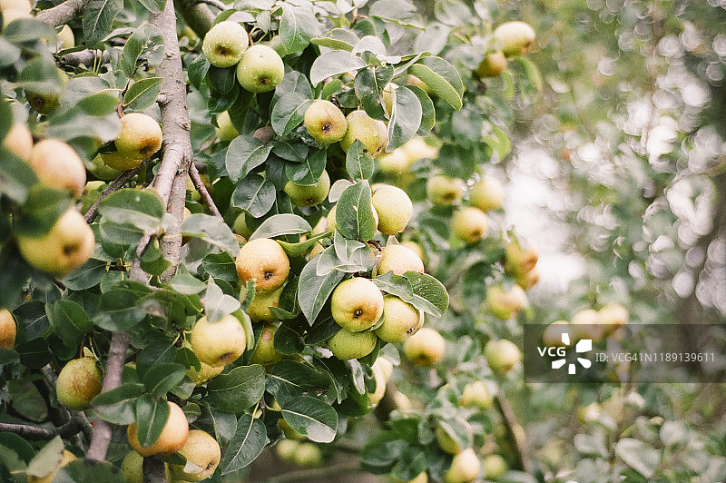 绿叶树上的黄绿色梨图片素材