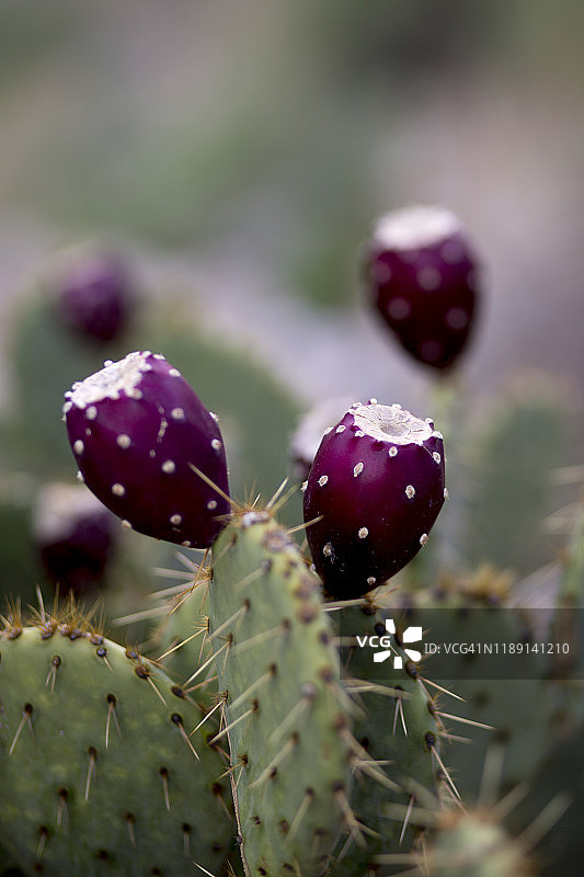 图森市萨比诺峡谷的沙漠山脉，动植物丰富图片素材