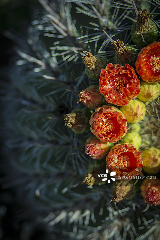 图森市萨比诺峡谷的沙漠山脉，动植物丰富图片素材