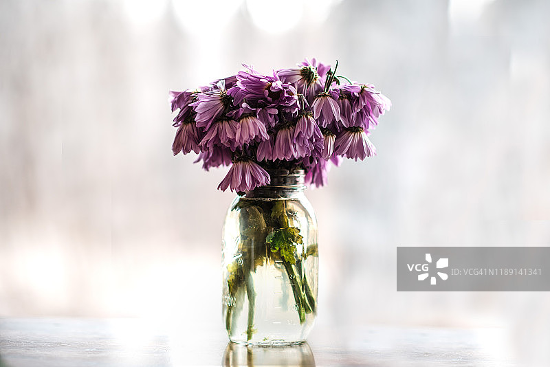 罐子里的紫色凋谢雏菊图片素材
