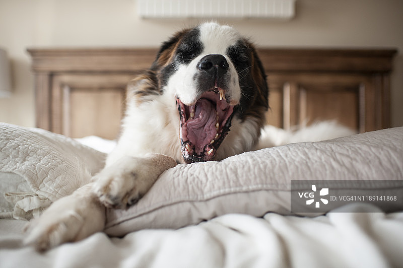 大狗在家里的床上躺在枕头上打哈欠图片素材