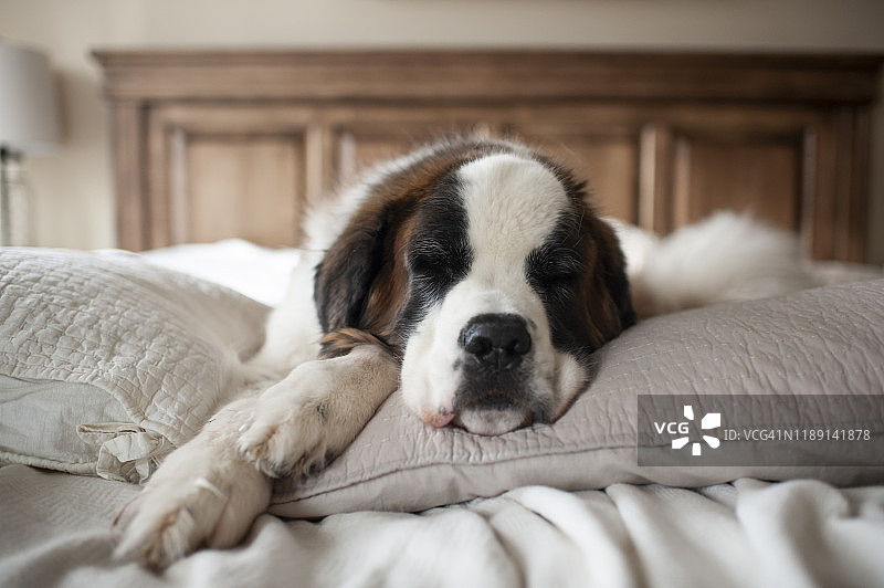可爱的狗狗在家里的床上枕头上睡觉图片素材
