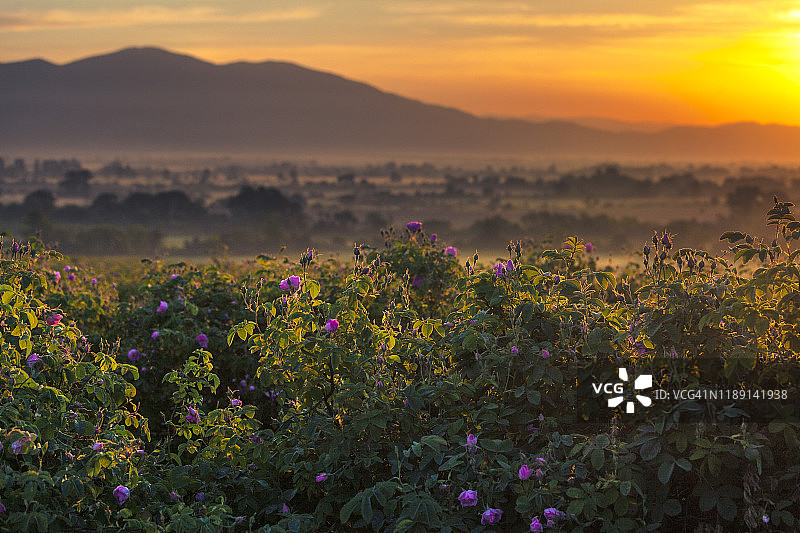 卡赞勒克玫瑰/大马士革玫瑰图片素材