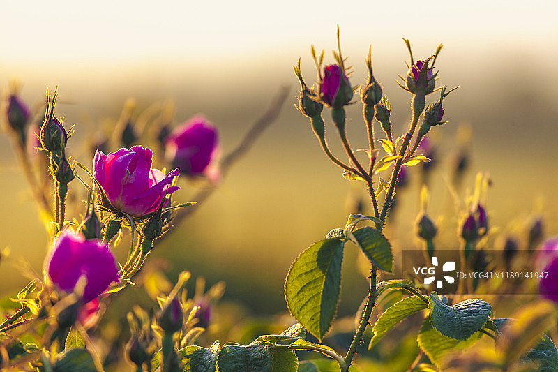 卡赞勒克玫瑰/大马士革玫瑰图片素材