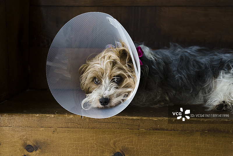 术后戴着宠物头套躺在长椅上的小狗图片素材