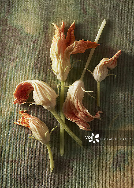 南瓜花静物图片素材