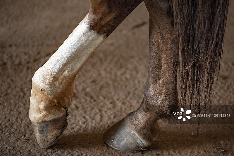 马蹄图片素材