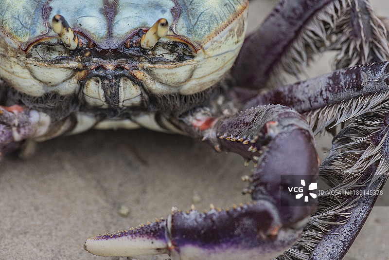 Superagui岛红树林中的彩色螃蟹特写图片素材