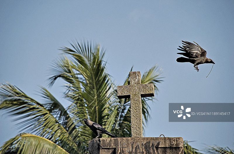 天主教堂周围的乌鸦图片素材