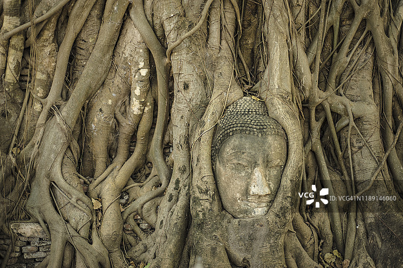 玛哈泰寺榕树包裹的佛头图片素材