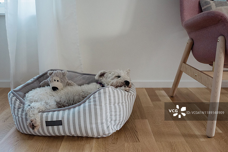 卷曲在狗窝里在家里睡觉的白色狗图片素材