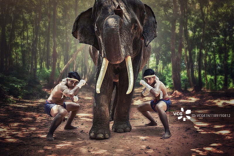 两位拳击手备战，大象站立中央的肖像图片素材