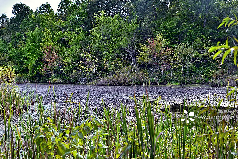 为生活辛劳或沿池塘森林漫步图片素材