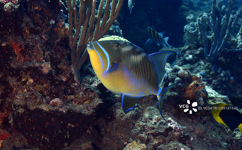 皇后炮弹鱼图片素材