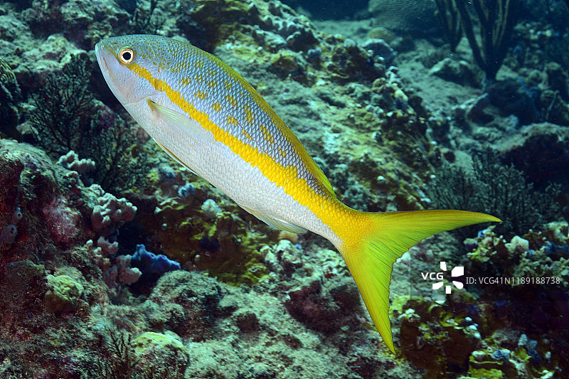 黄尾鲷图片素材