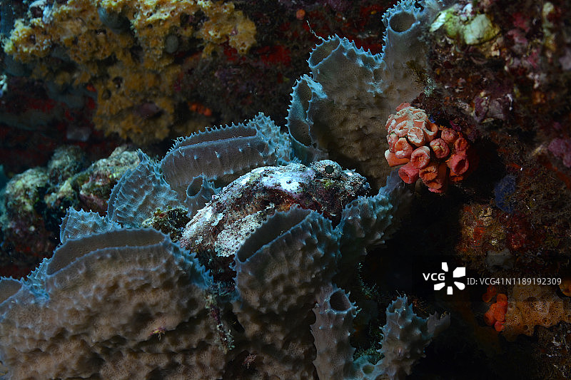 斑点蝎子鱼图片素材