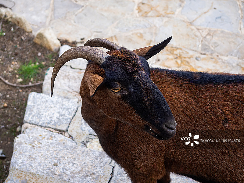 马略卡岛上的入侵野山羊图片素材