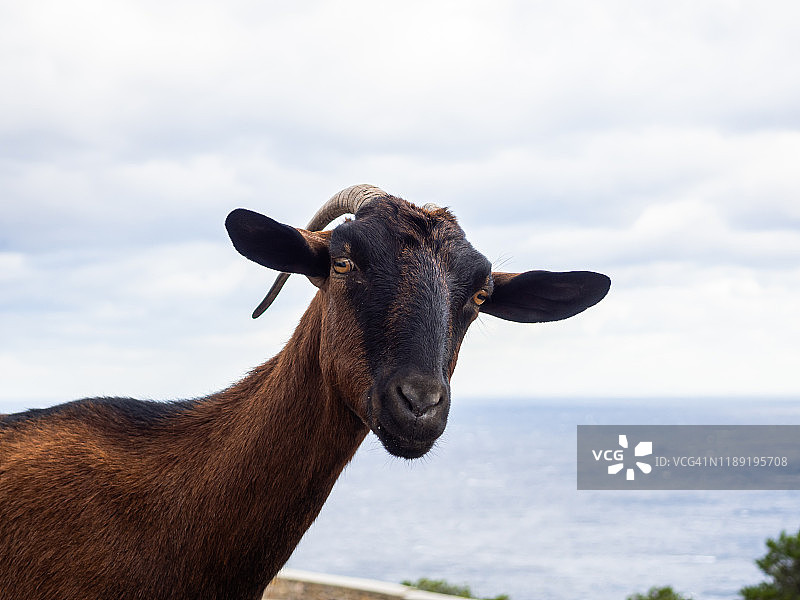 马略卡岛上的入侵野山羊图片素材