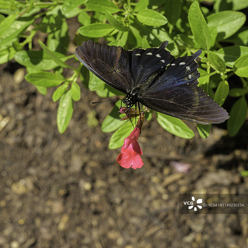 燕凤蝶图片素材