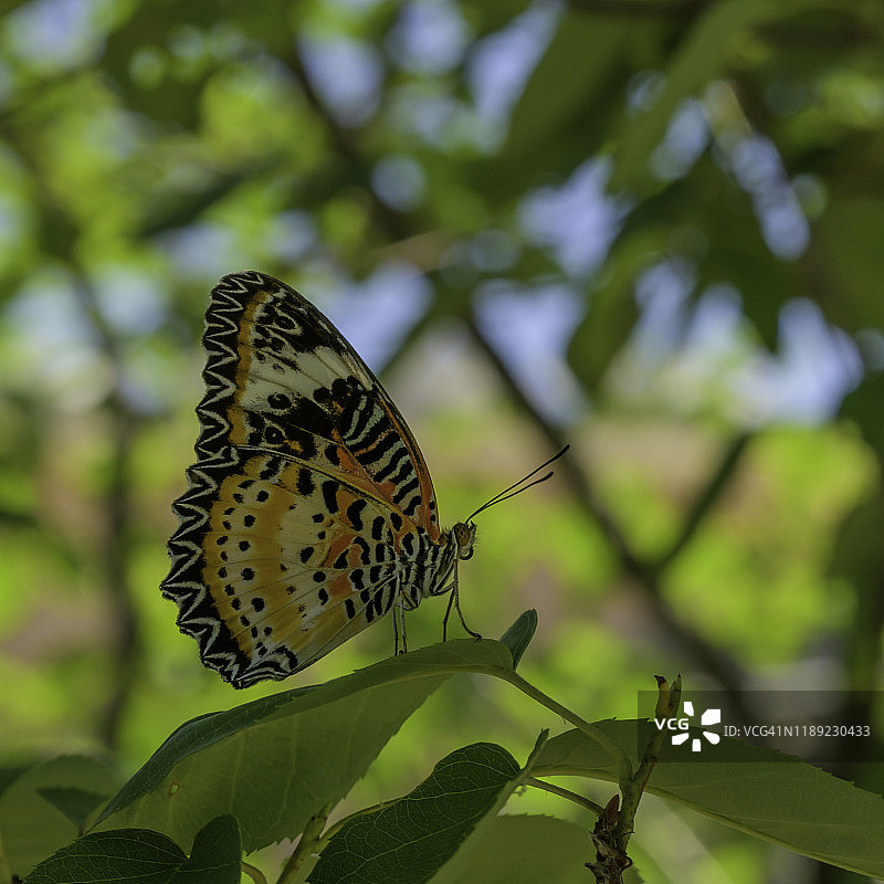 普通草蛉蝴蝶图片素材