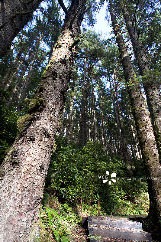 红杉国家公园的仰视红杉树广角镜头图片素材