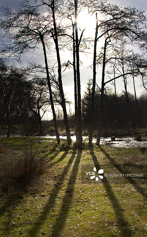 加利福尼亚州蕨类峡谷的逆光树木图片素材
