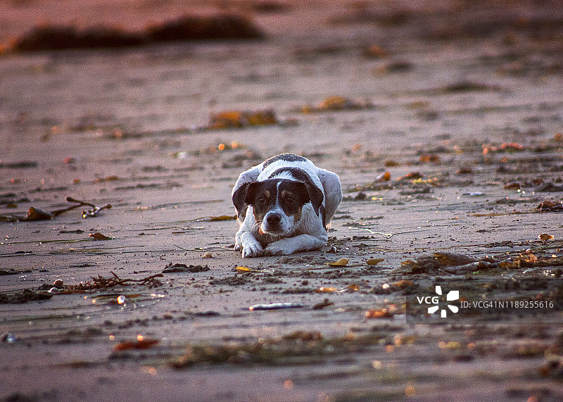 一只准备扑咬的幼年猎狐梗犬图片素材