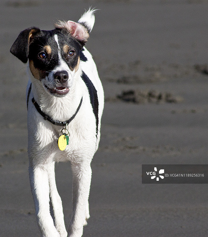 在海滩上欢快跳跃的小猎狐梗犬图片素材